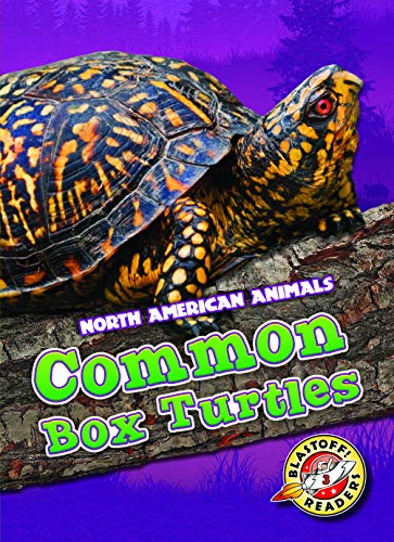 Common Box Turtles